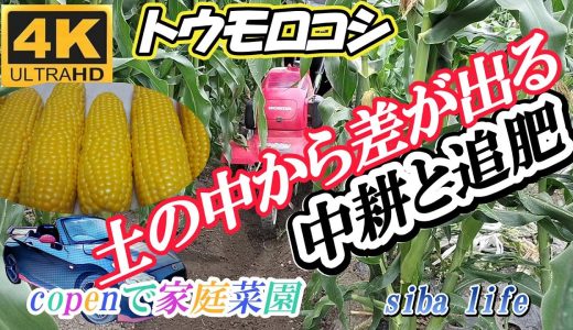 【4K トウモロコシ、土の中から差が出る中耕と追肥】家庭菜園、育て方・🌽美味しい2025.6.21siba ライフ　#家庭菜園 #栽培 #育て方 #農業