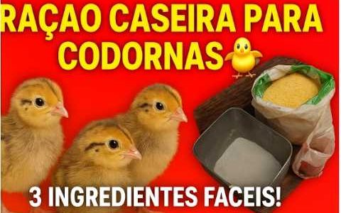 COMO FAZER RAÇÃO BARATA PARA CODORNAS!