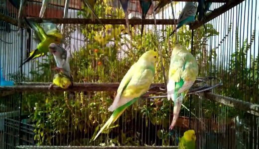 癒されるセキセイインコの鳴き声集【ASMR】