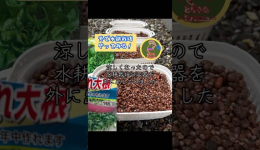 水耕栽培を室内から屋外にチェンジ！涼しくなったからいけるかなと