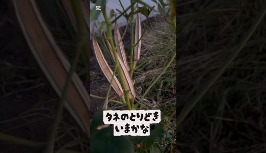 オクラのタネ、これがとりどき？&簡単レシピ付き #ズボラ #農業 #現代農業 #家庭菜園 #栽培 #家庭菜園初心者 #野菜 #ファーム生活 #農業女子 #オクラ #ツルムラサキ #料理 #レシピ