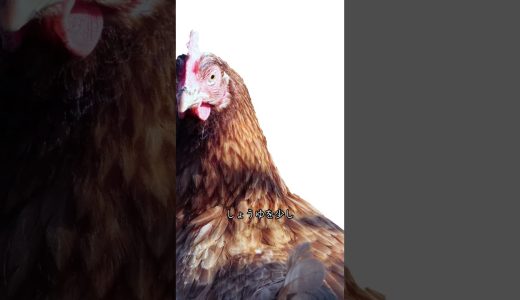 鶏もも、皮から触ると損。パリじゅわの正解