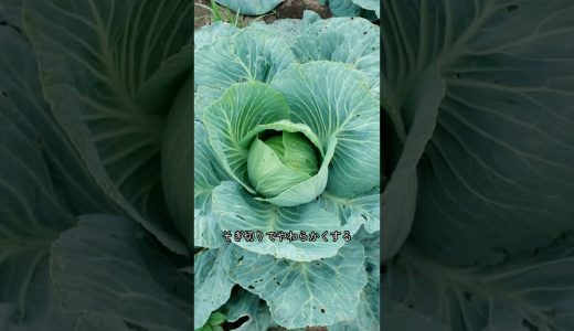 春キャベツ、鶏むね合わせると夜ごはん強い